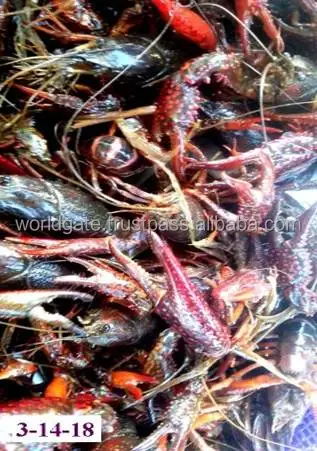
Boiled / Frozen Crawfish origin the United States 