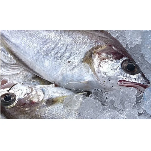 Price for frozen fish