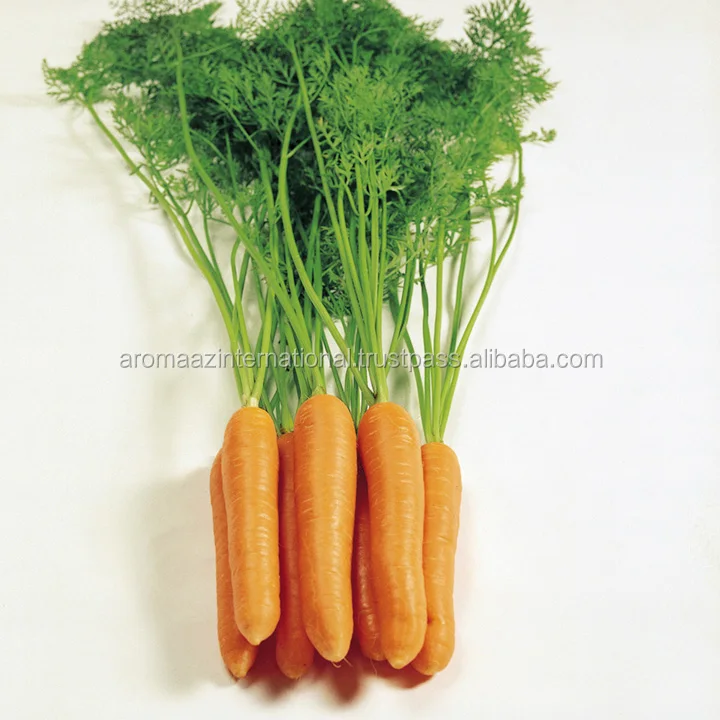Essential Oil Pure Therapeutic Grade Carrot Seed Essential Oil Bulk Supply