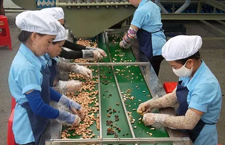 broken Cashew kernels - LP, SP, BB