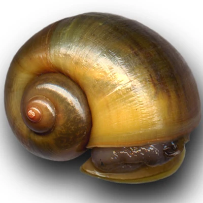 Helix snails Aspersa Muller