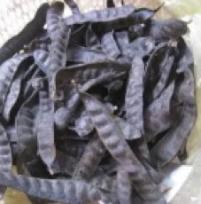 Вьетнамские сушеные gleditsiae/ Fructus Gleditschiae для волос (whatsapp 084 916800732) с высокой степенью освещенности и низкой ценой