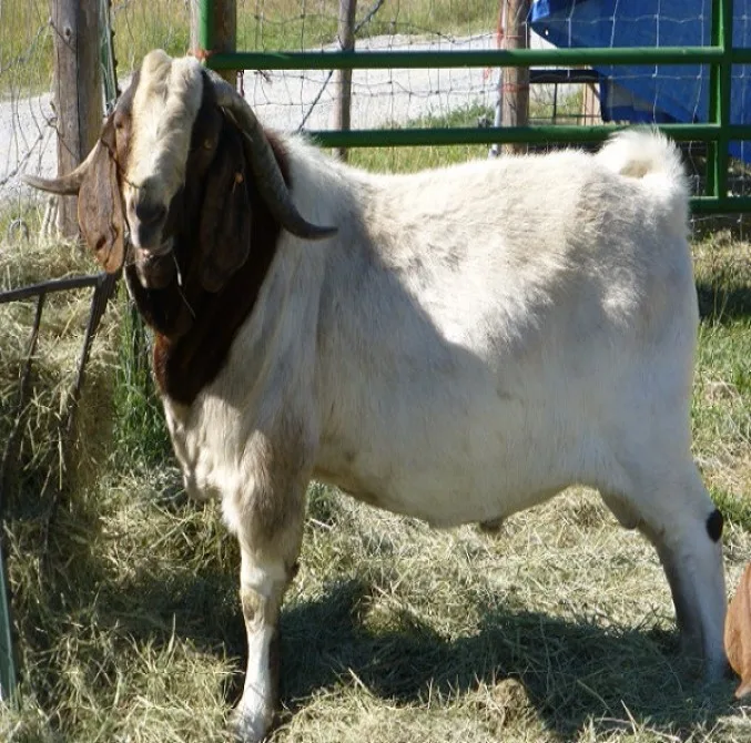 
Live Boer Pregnant Goats for sale 