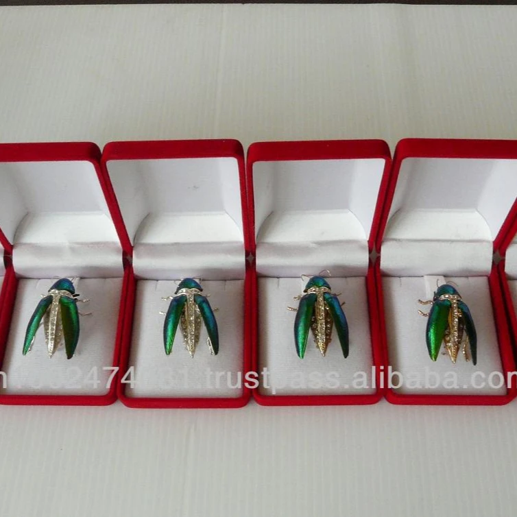 
Real Natural Beetle Bug Brooch 