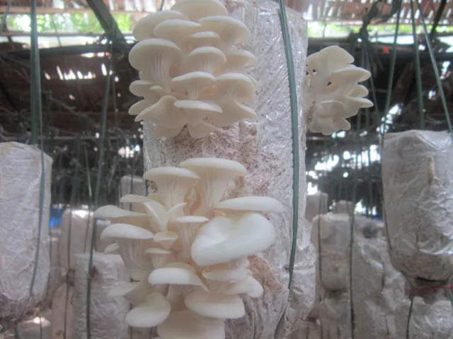 
GOOD PRICE DRIED OYSTER MUSHROOM 2021/Whatsapp +84 845 639 639 
