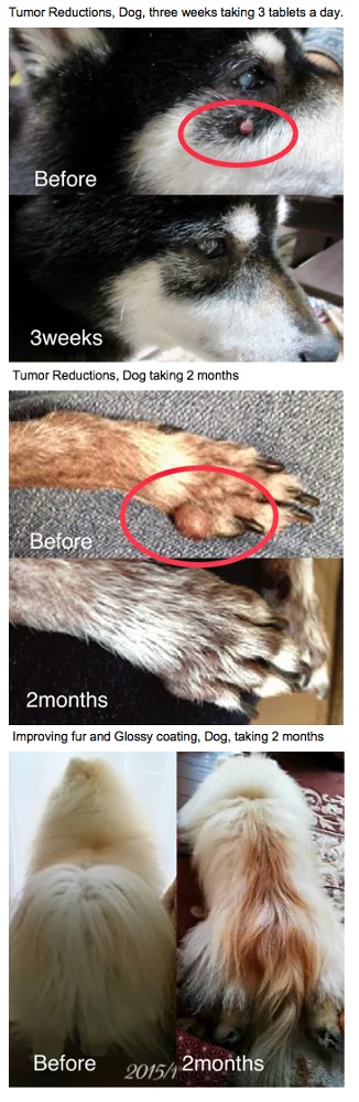 Brazilian King Agaricus Nutritional Dog Food Supplement For Tumor