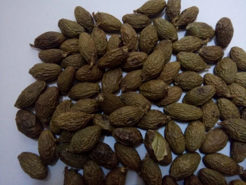 Sterculia lychnophora/орех мальвы Вьетнам/сушеный Мальва-Ms. Esther (WhatsApp: 84 963590549)