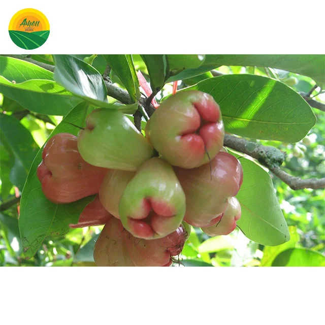 FRESH BELL PRUIT из Вьетнама