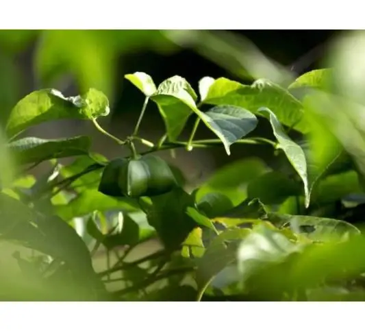 Yin jia guo High budding rate Chinese fruit sacha inchi seeds for sale