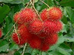 Vietnamese Rambutan / Fresh Rambutan