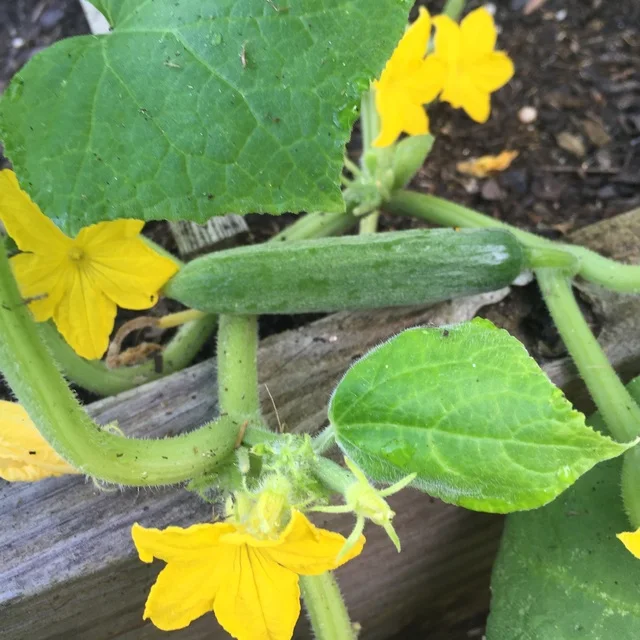 Огурец натуральный и чистый гидрозол цветочная вода