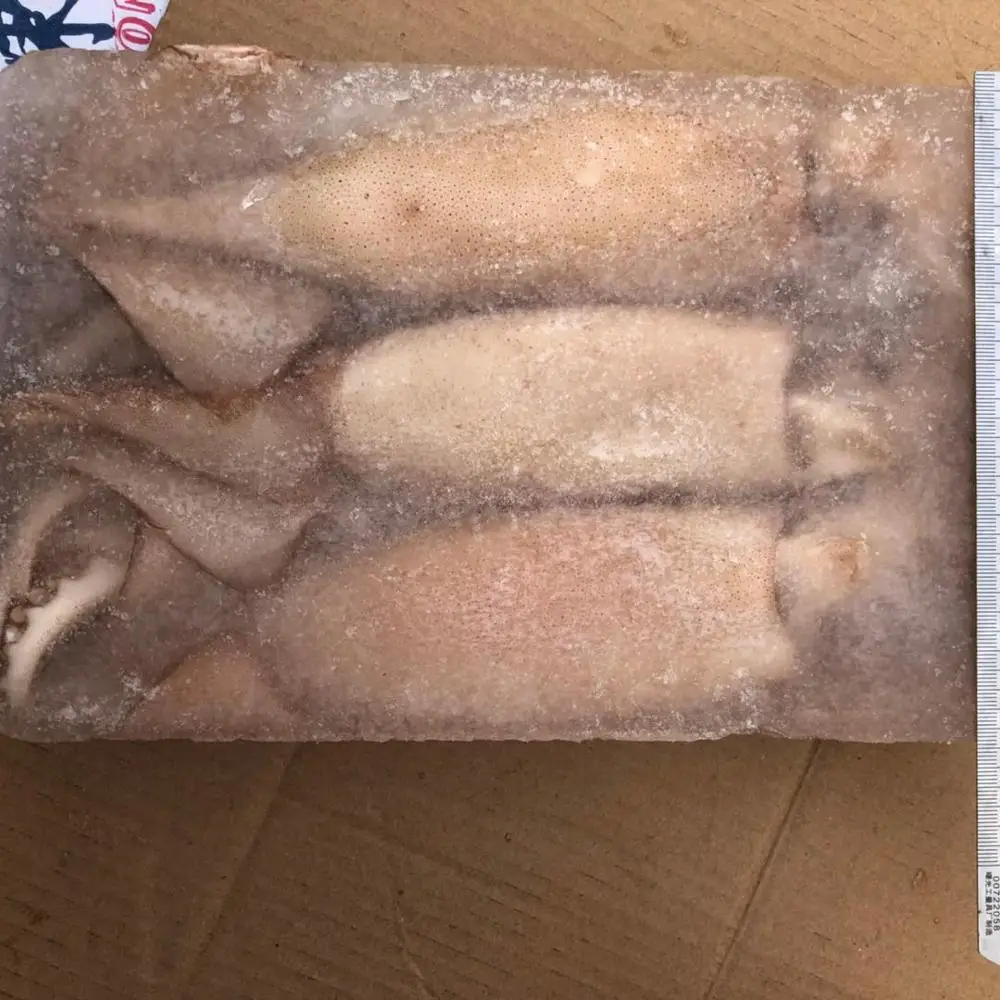 Block frozen illex squid whole round