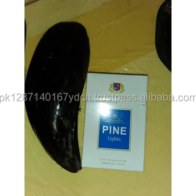 
Live Fresh Green Mussel - Export Green Mussel - Perna canaliculus 