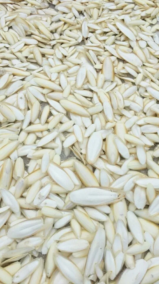 
Bird feed from Vietnam/ cuttlefish bone powder/ cheap price(Whatsapp+84845639639) 
