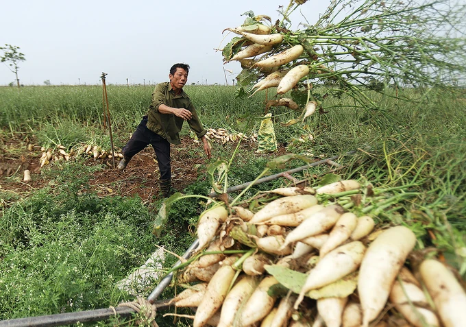 FRESH DAIKON RADISH in BIG SIZE 2020