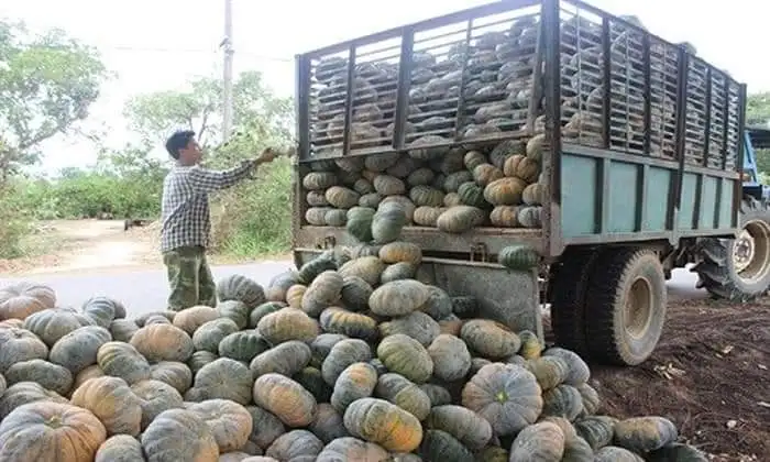 Red Pumpkin=Good quality+ good price