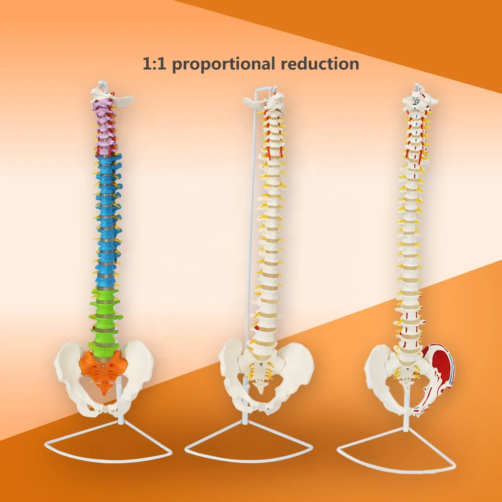 
High quality University use Education Supplies natural life-size flexible colour spine model 