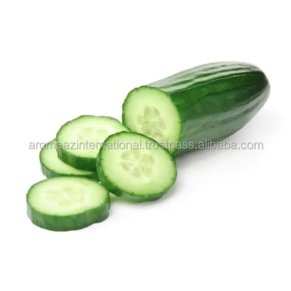 Cucumber Oil From Aromaaz International