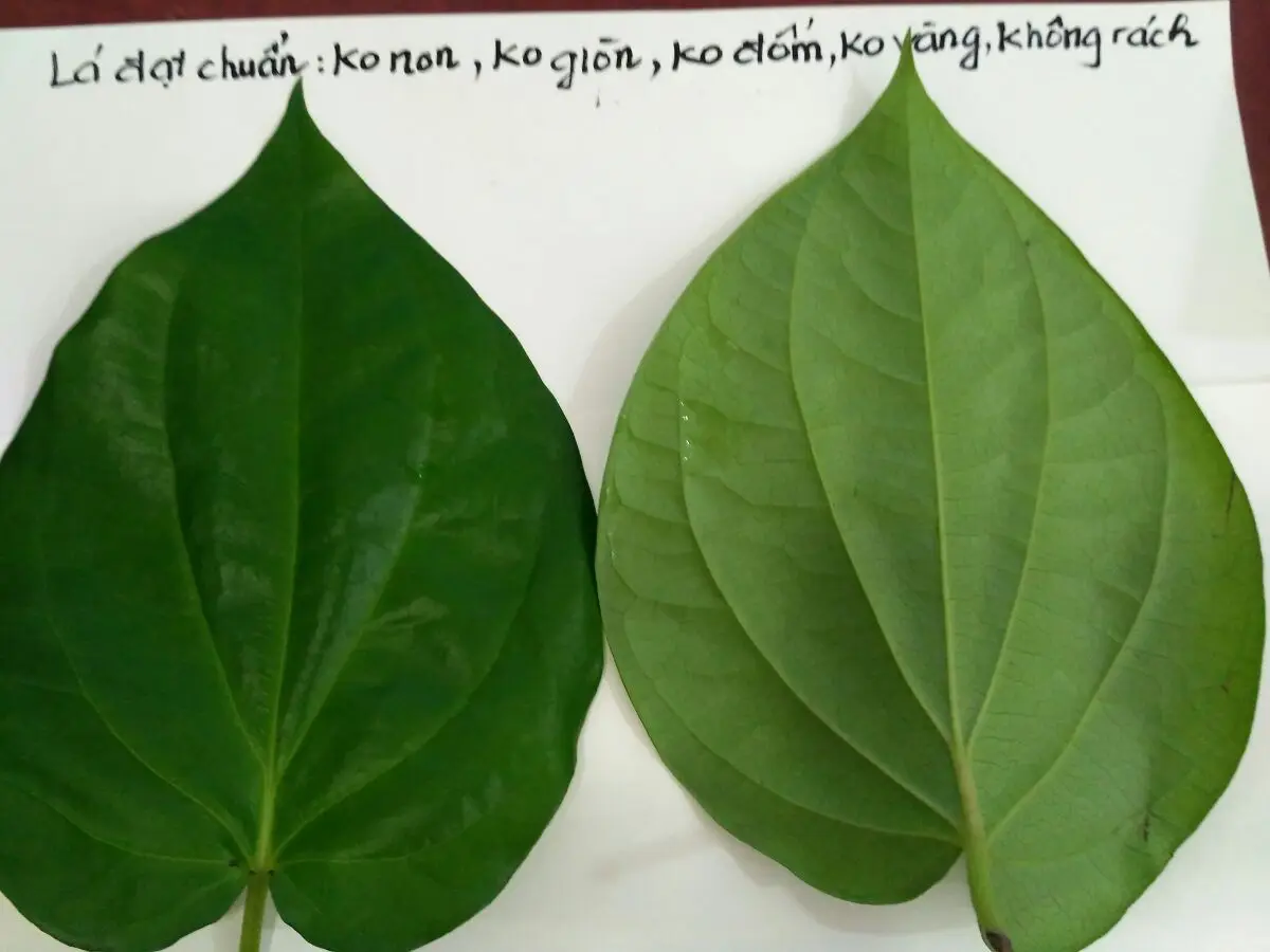 
Fresh Betel Leaves or Piper betel - popular plant in Viet Nam with the best price 