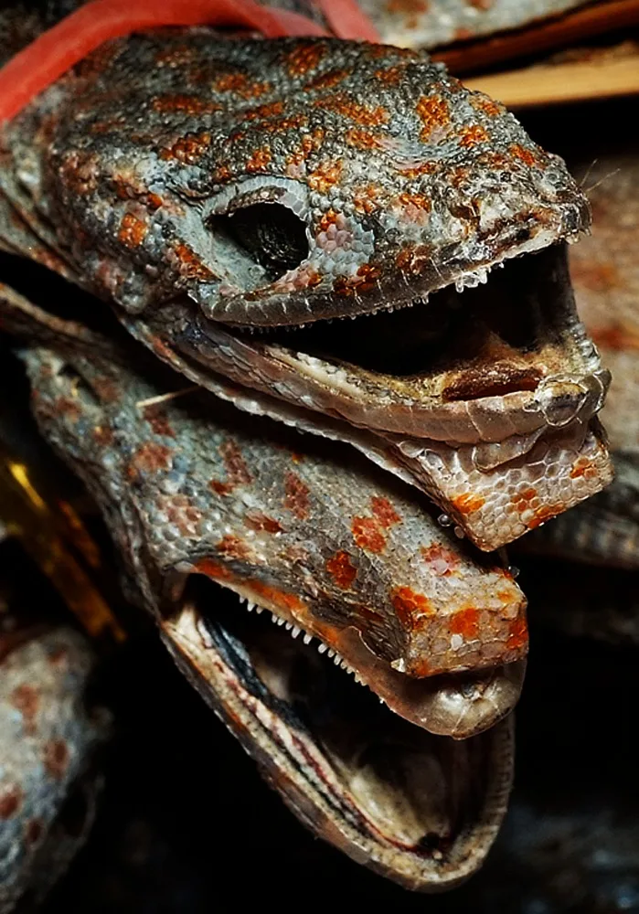 
DEHYDRATED FLYING GECKO - Vietnamese gecko/tokay gecko/ flying dried gecko 