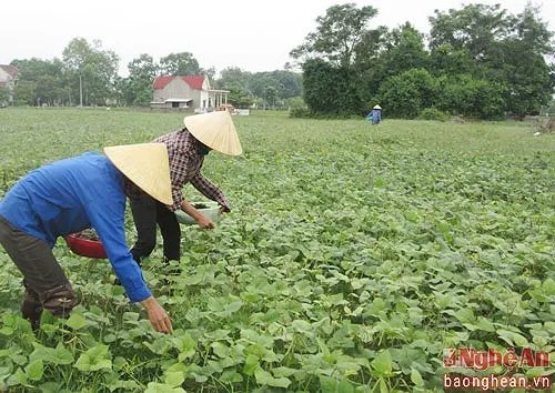 VIETNAM MOONG BEANS/GREEN GRAM/whatsapp: +84 845 639 639