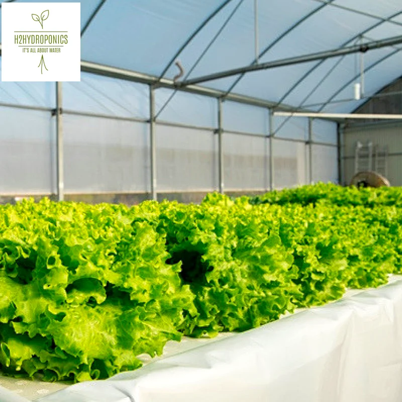 Professional Aquaponics Hydroponics and Aeroponics Systems for Agriculture Farming