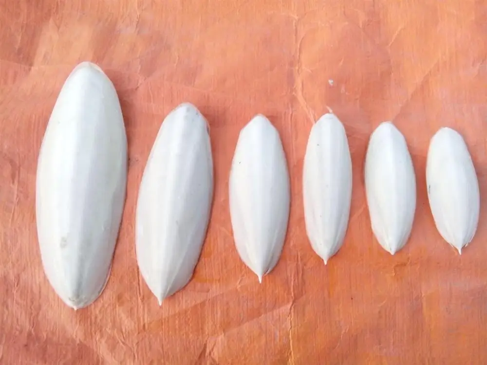 
DRIED CUTTLEFISH BONE MANY SIZE REASONABLE PRICE/ Shyn Tran +84382089109 