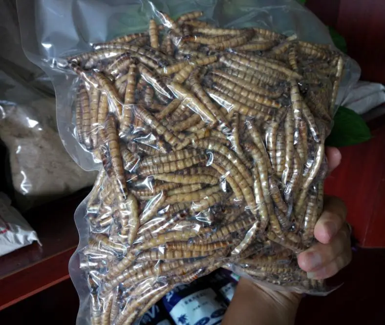 Da mai chong Dried whole body Zophobas Morio Superworms for food