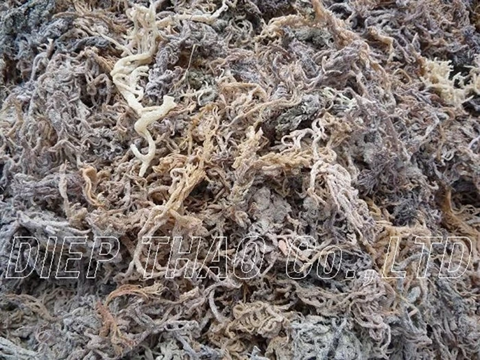 SEAMOSS/ IRISH MOS/EUCHEUMA COTTONII