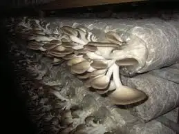 
Organic Dried Oyster mushroom 100% Natural Made In Vietnam 