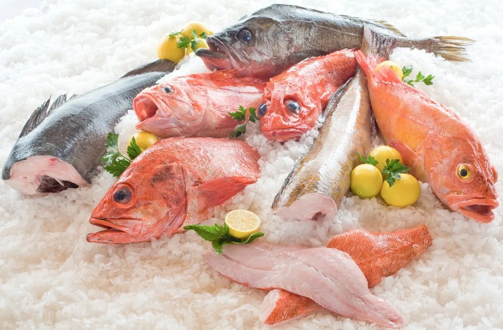 
Fish Blast Freezer 