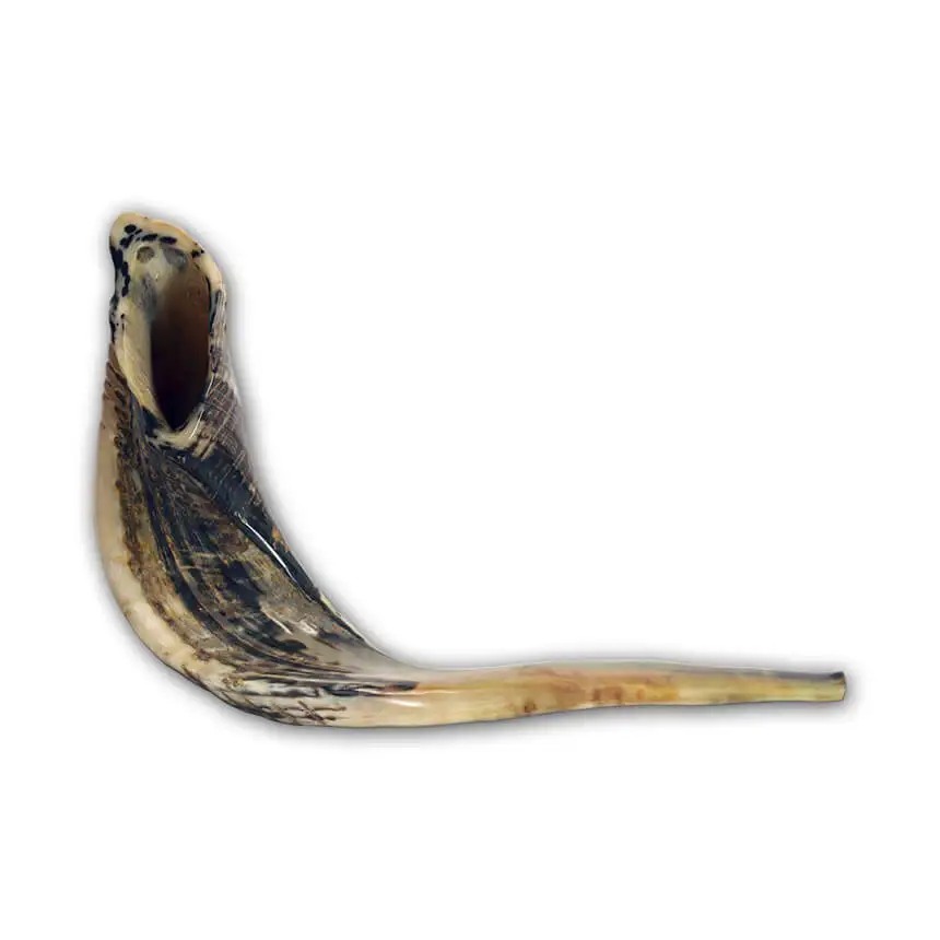 Shofar Kosher Ram Horn Great For Rosh Hashana Yom Kippur Yamim Noraim Bar & Bat Mitzvah Wedding Jewish Holidays Shabbat