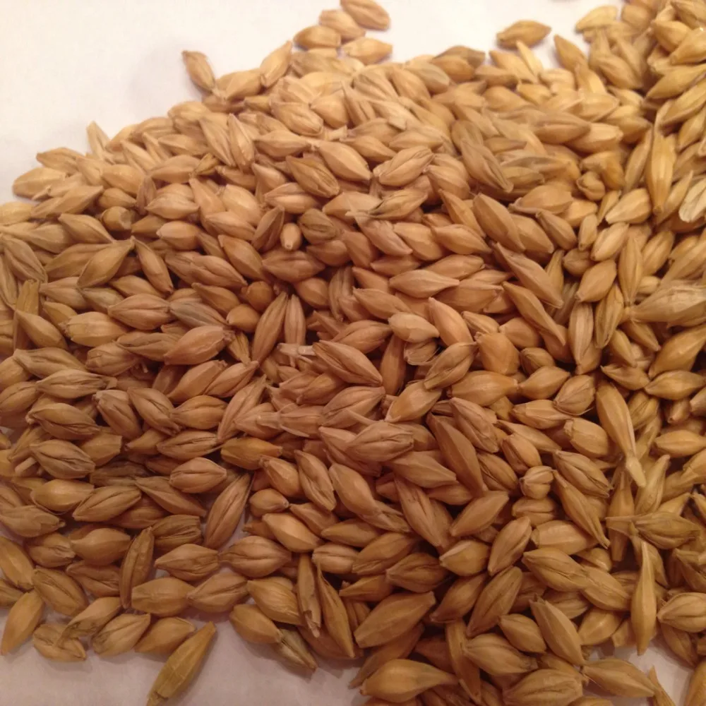
High quality Ukrainian Barley/ Barley feed/human consumption 