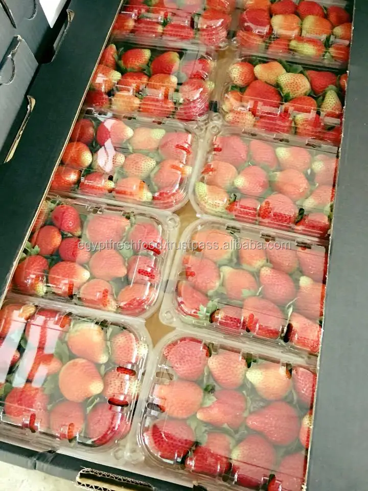 
Fresh strawberry Wholesale price 2019 , strawberry fruit best quality and price ready to export from Egypt 