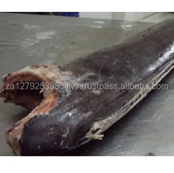 
seafood of sailfish, frozen sailfish,High Quality Frozen Indo-Pacific Sailfish 