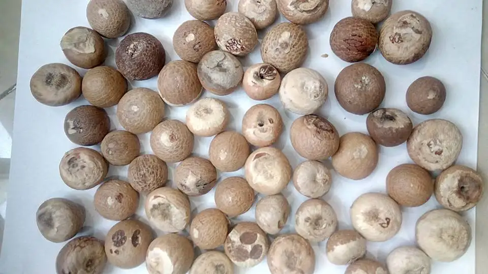 WHOLE DRIED BETEL NUTS FROM VIETNAM WITH COMPETITIVE PRICE AND HIGH QUALITY EXPORT IN 2022