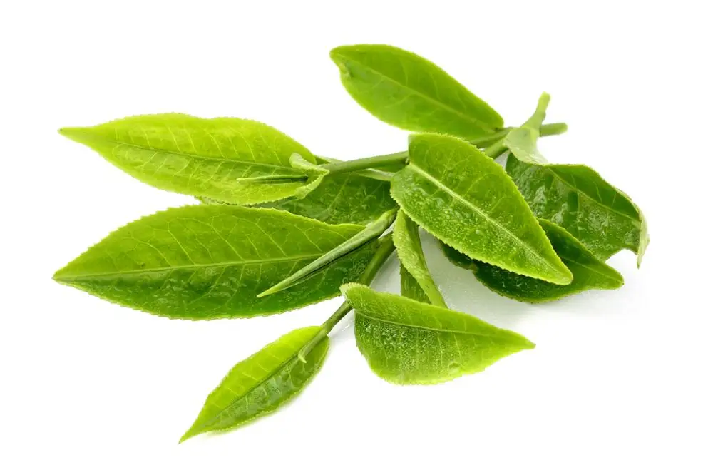 Beauty And Skin Care 100% Pure And  Natural Green Tea Essential Absolute Oil