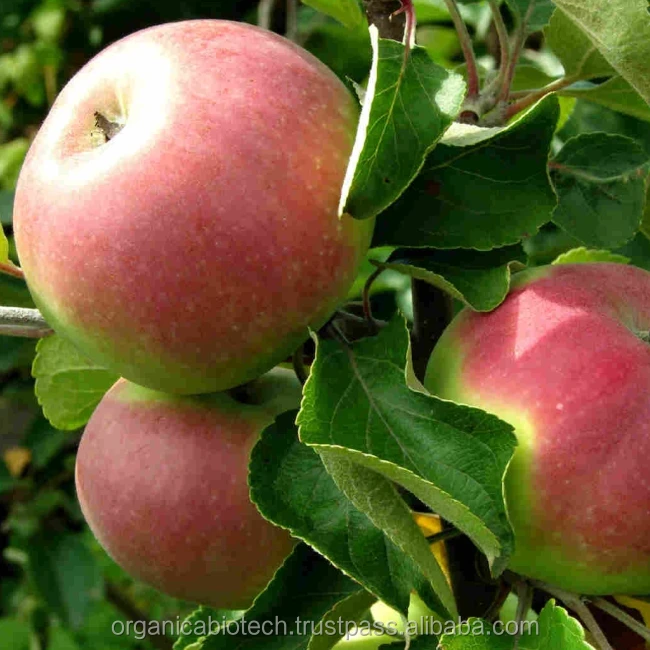Bacterial organic liquid fertilizer for apples cultivation price in Indian companies