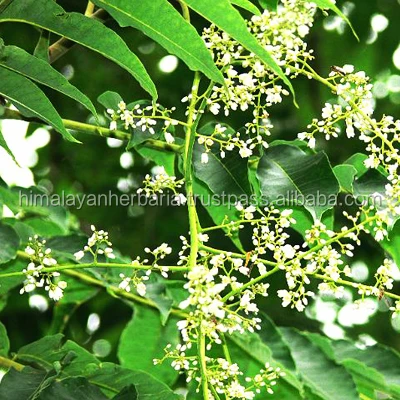 Wholesale Azadirachta Indica Natural Azadirachta Indica Powder/Azadirachta indica extract powder Azadirachtin 40%