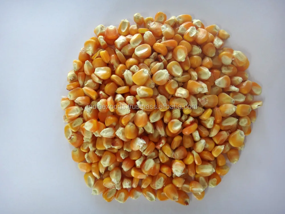 
Yellow Maize Premium Quality For Animal Feed 