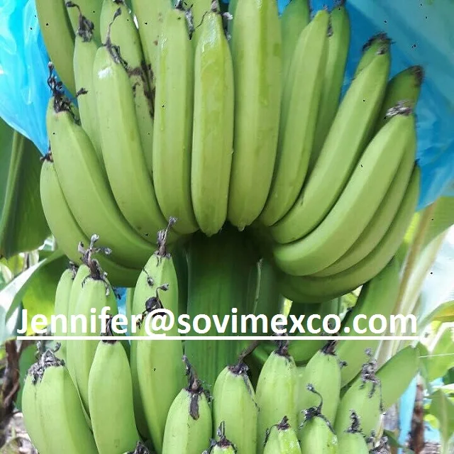 CAVENDISH BANANA THE BEST QUALITY COMPETITIVE PRICE SUPPLY TO ALL COUNTRIES IN THE WORLD FROM VIETNAM