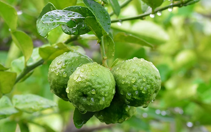 Bergamot Essential Oil (Cold Pressed)