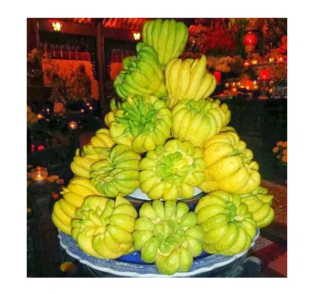 Thousand Hand Buddha  - Finger Citron - Worship fruits -  from Vietnam / Amber +84925369653 whatsapp/mobile