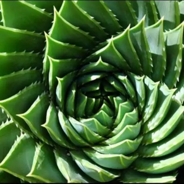 
Sterlilized Aloe Vera drink with pulp and fruits flavors Zain product of Thailand Coconut milk drink with nata decoco Shake 
