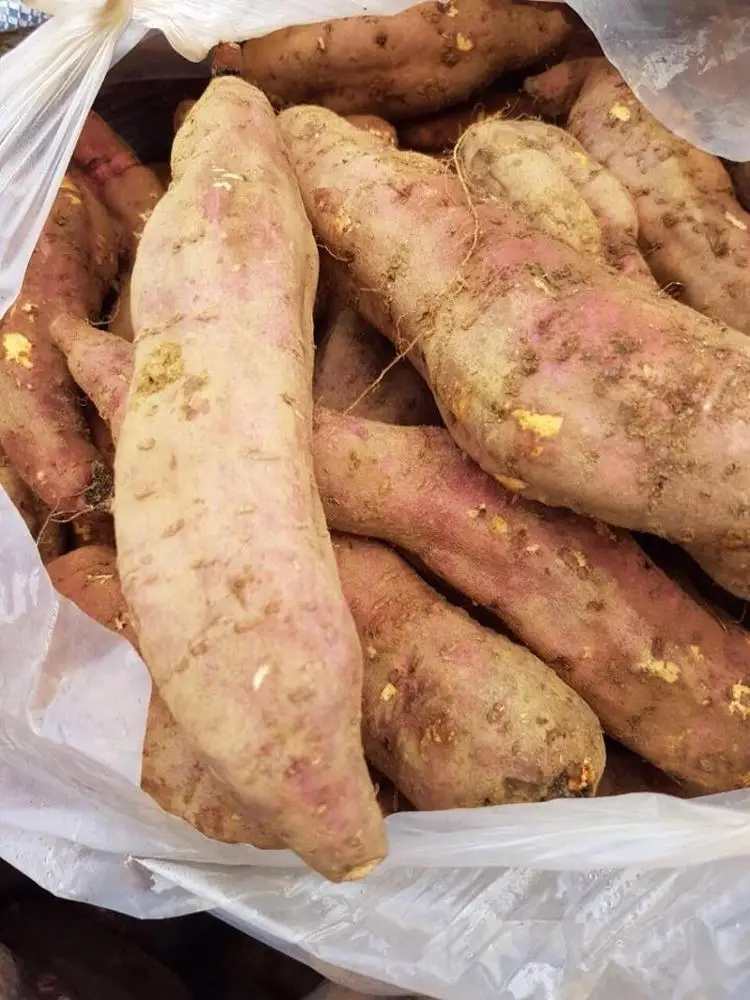 Сладкий картофель по низкой цене/BATATA /YAM (WHATSAPP +