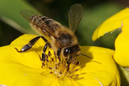 BEE-GATHERED POLLENS +84 845 639 639