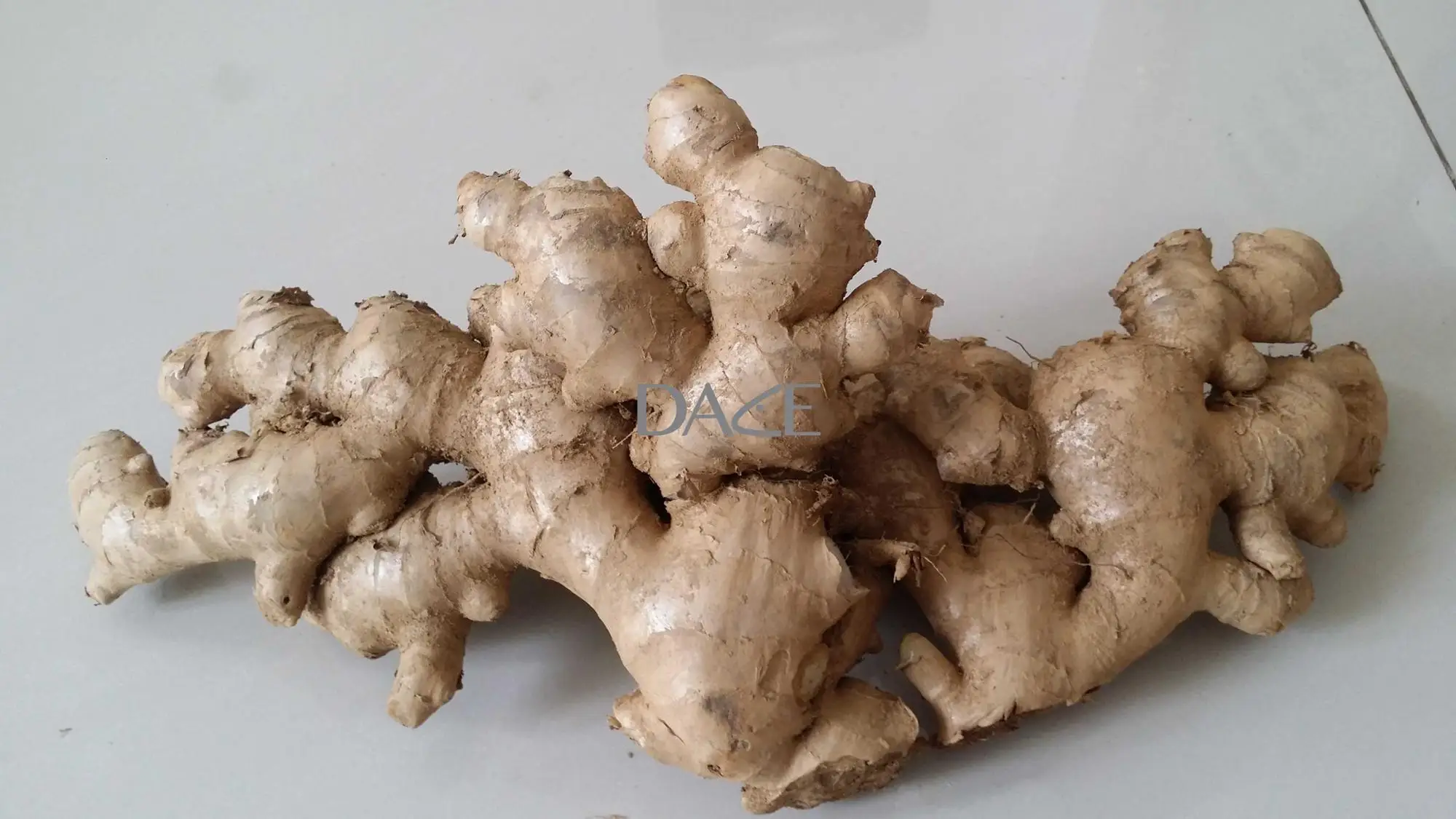 Cheap Price Fresh Ginger - Low MOQ Available Fresh Ginger for Cooking and Drinking from Viet Nam manufacturer