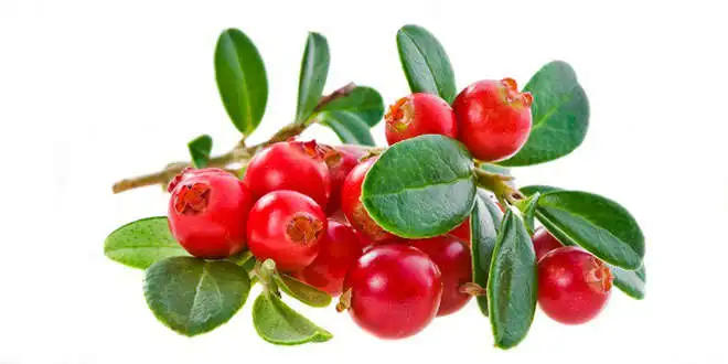 Top Quality Organic Cranberry Seeds Oil at Bulk Price