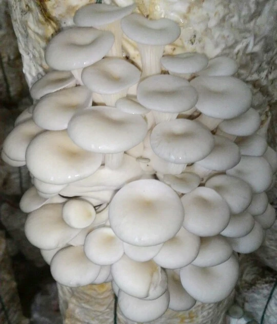 
OYSTER MUSHROOM FROM VIETNAM (Whatsapp: +84 845 6399 639)// in 2020 