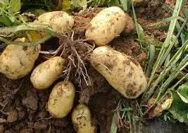 
Certificated Fresh Potato with factory price 